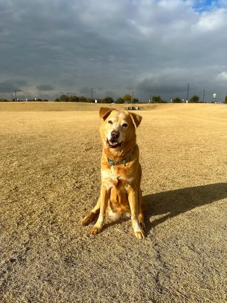 dog training classes Off Leash K9 Training, Phoenix