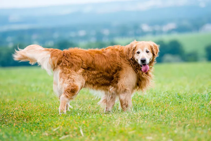 dog training classes PHOENIX DOG TRAINING