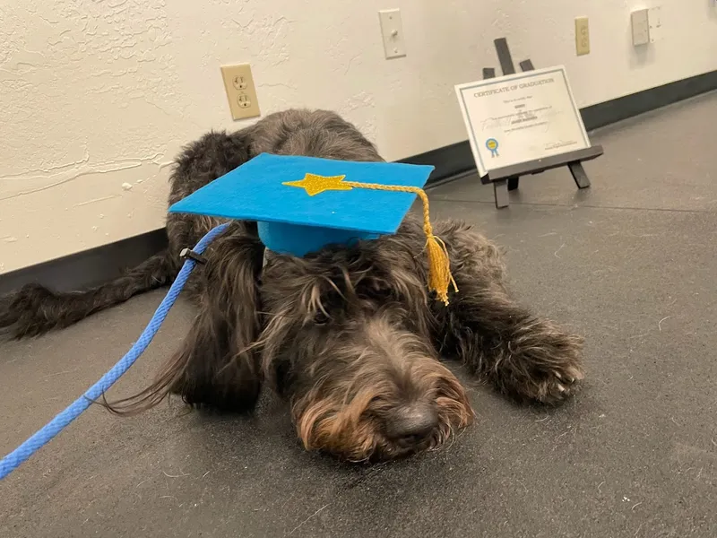 dog training classes Foothills Canine Academy