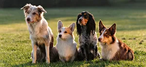 Best of 17 dog training classes in Philadelphia