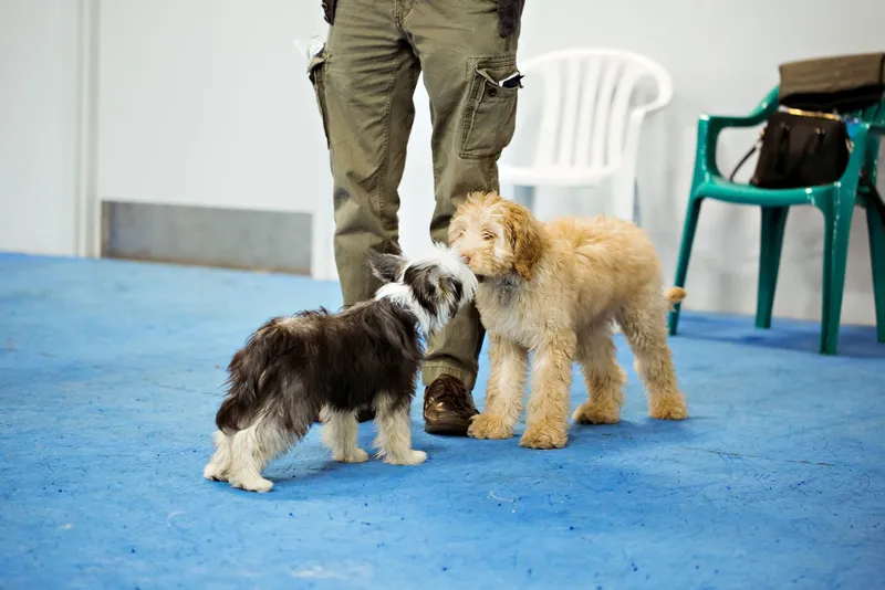 dog training classes Bad Dog Good Dog Trainer