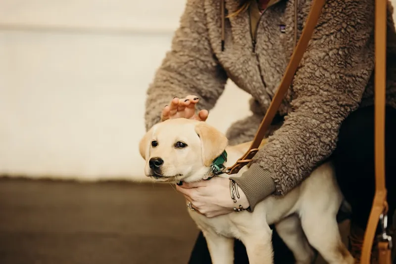 dog training classes Opportunity Barks Behavior & Training