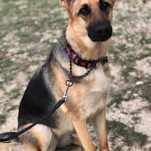 dog training classes Boerne Canine Academy LLC