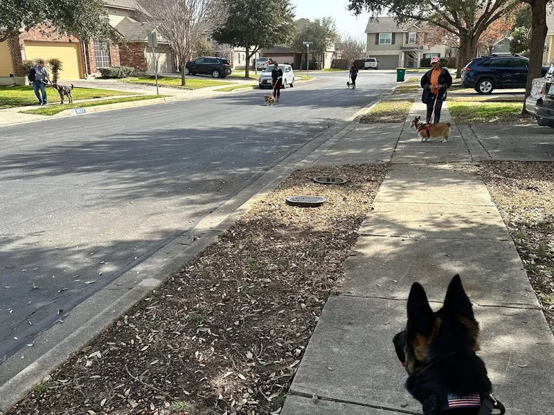 dog training classes Arfordable Dog Training