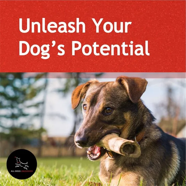 dog training classes All Dogs Unleashed Dog Training San Antonio