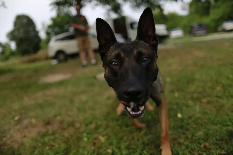 dog training classes Bulletproof Dog Training