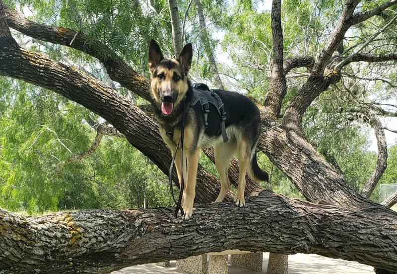 dog training classes Navarro Dog School of Hard Knocks