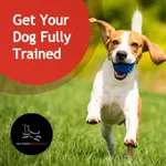 Best of 19 dog training classes in Dallas