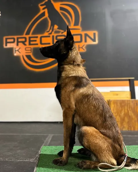 dog training classes Precision K9 Dallas