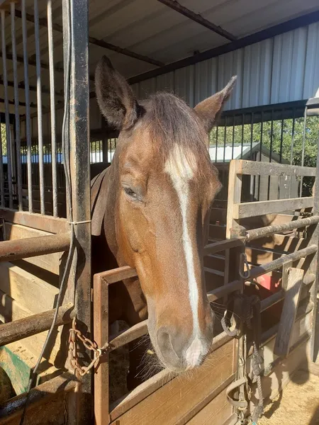 Horseback Riding Lessons Rocking M Stables