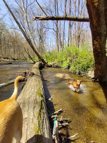 Hiking Trails Pennypack Park