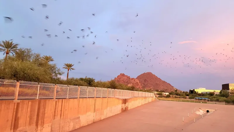 things to do at night Phoenix Bat Cave