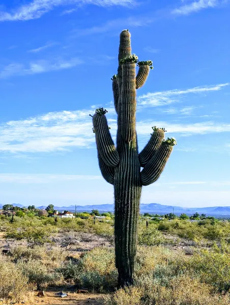 Kid-Friendly day trips Phoenix Mountains Preserve