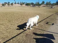 Top 17 Dog parks in Phoenix