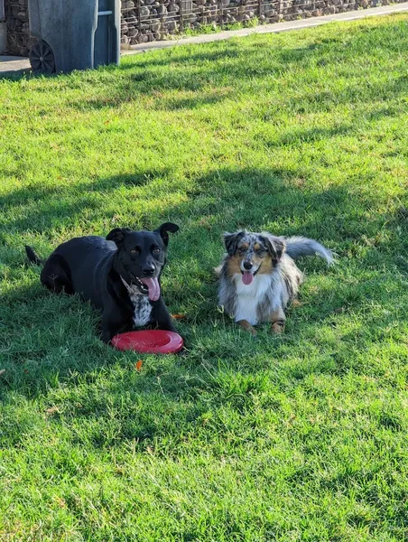 dog parks Hance Park Dog Park