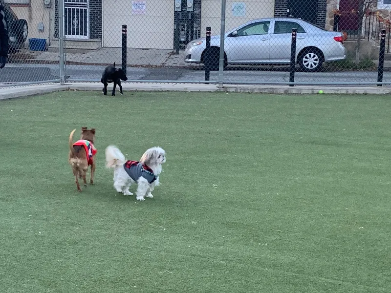 dog parks Pops Dogs