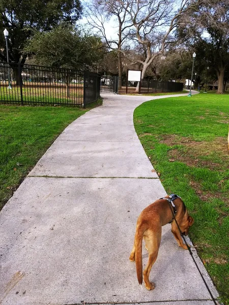 dog parks Madison Square Dog Park