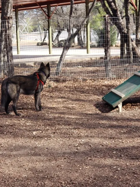 dog parks Lady Bird Johnson Dog Park