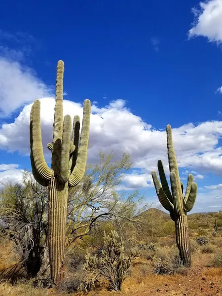 kid-friendly hiking trails Desert Vista Trailhead