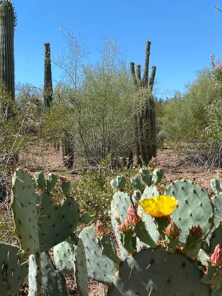 Places for sunsets Desert Botanical Garden