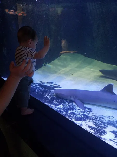 toddler activities Children's Aquarium Dallas at Fair Park