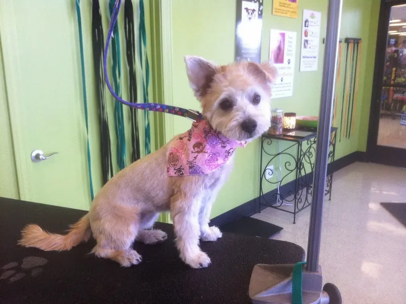 dog groomers Arcadia Pet Stylist