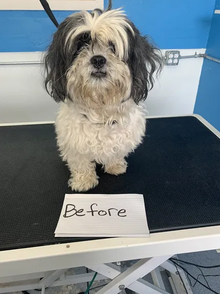 dog groomers DogTown Pet Resort and Spa in Camelback East Village