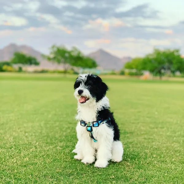 dog training classes Cathy's Canines Dog Training in Paradise Valley Village