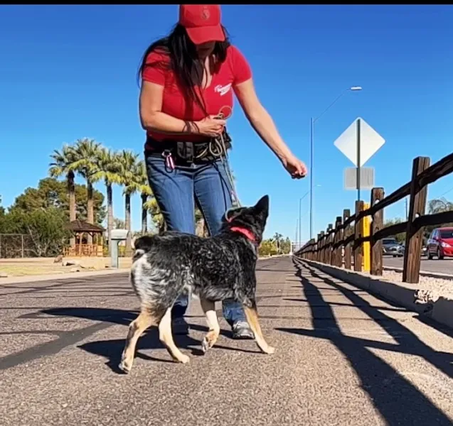 dog training classes JD's Powerhouse K9 Bootcamp