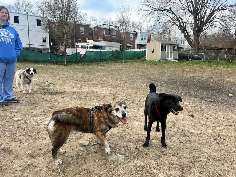 hot dog Roxborough Dog Park in Roxborough