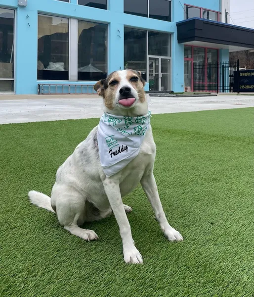 outdoor dining Bark Social in Manayunk