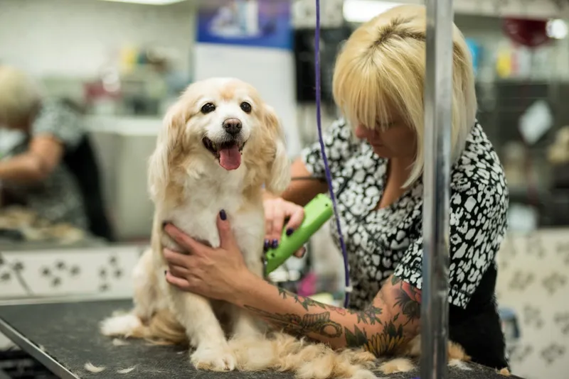 pet stores Glamour Paws