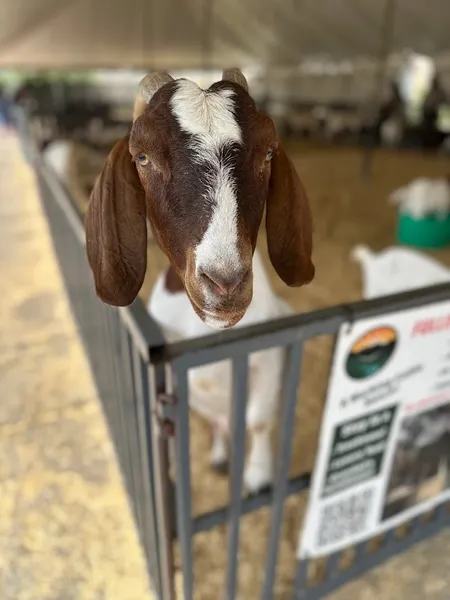 zoos Fort Worth Petting Zoo