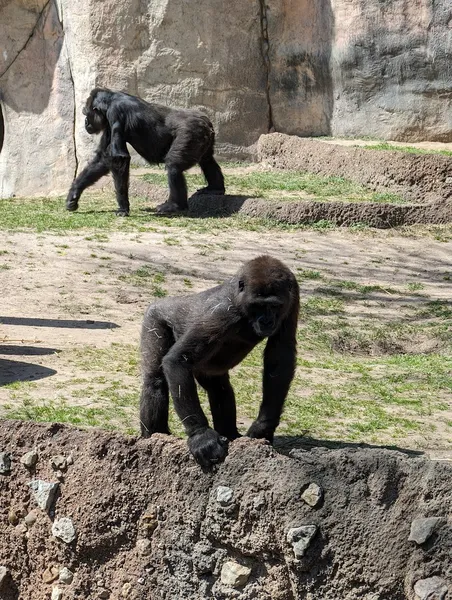 zoos World of Primates at Fort Worth Zoo