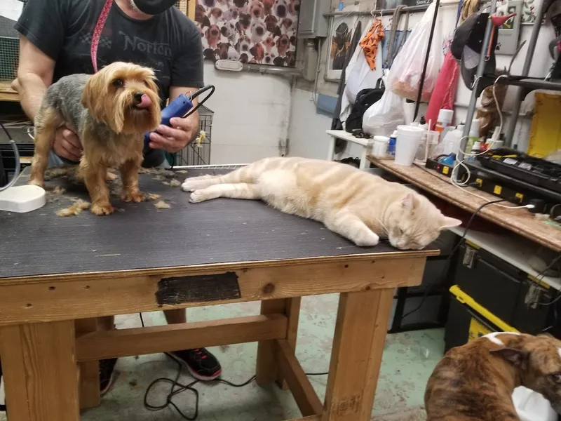 dog groomers Paws and Claws