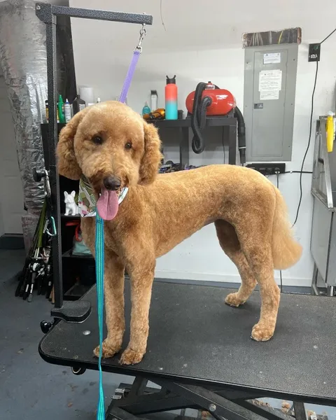 dog groomers The Barker Shop - Jacksonville, FL