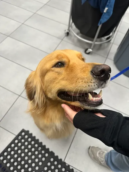 dog groomers Scenthound Bartram Park