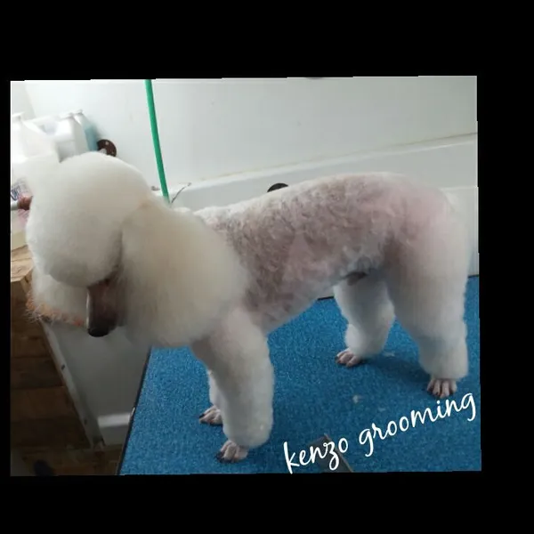 dog groomers Kenzo Mobile Grooming