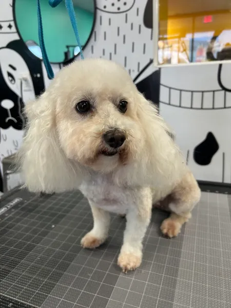 dog groomers Hair o' the Dog Pet Salon