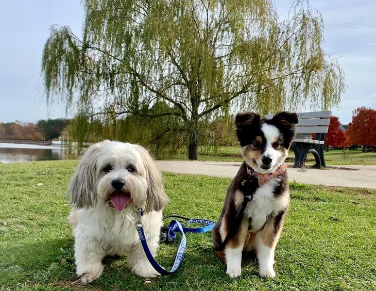 dog groomers Groomingdale's of Austin