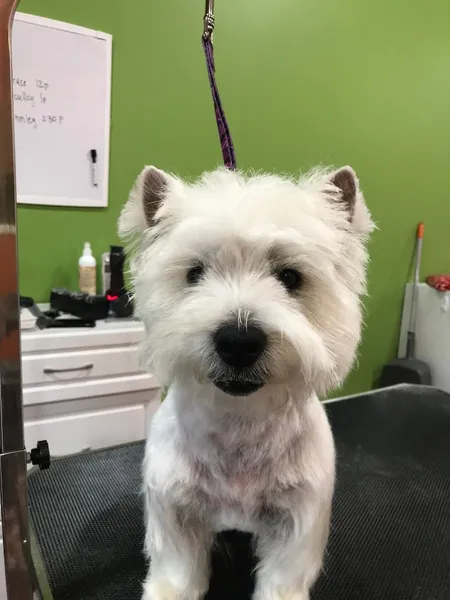 dog groomers The Groom Room (under new management)