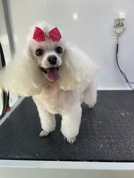 dog groomers Pawsh Grooming and Boutique