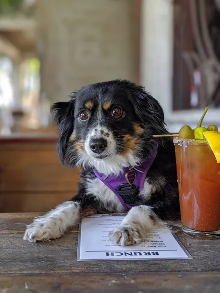 Dog-Friendly Restaurants Yellow Jacket Social Club