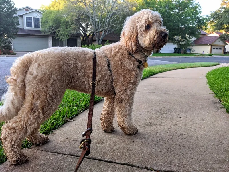 dog training classes Koinonia Dogs