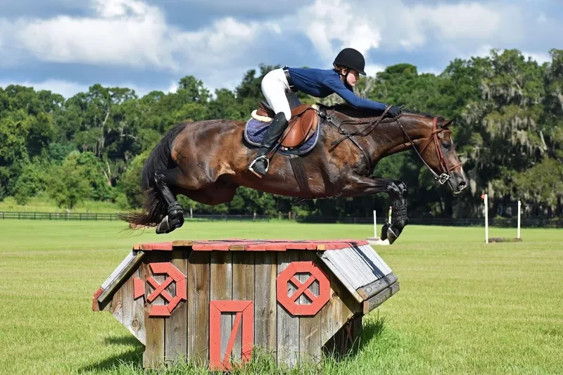 Horseback Riding Lessons Y Knot Equestrian