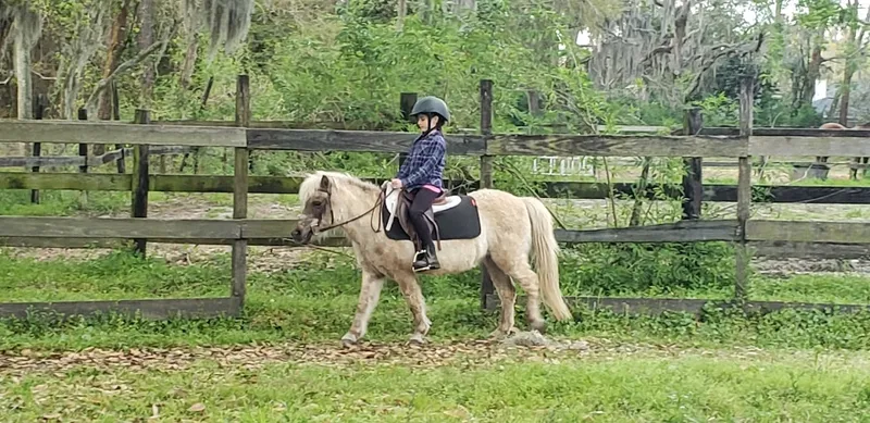 Horseback Riding Lessons Canopy Road Carriage Company LLC