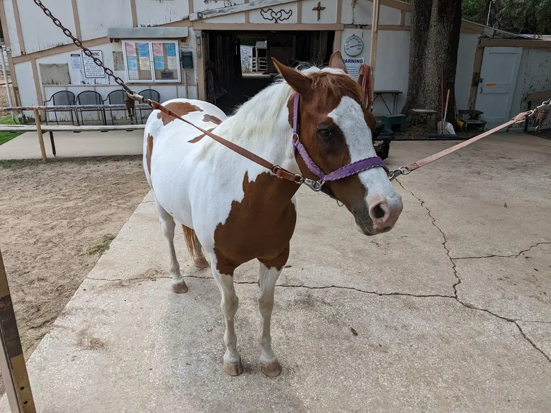 Horseback Riding Lessons Roark's Stables