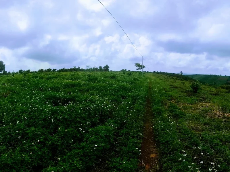 Coffee Nguyên Chất Số 1 Coffee