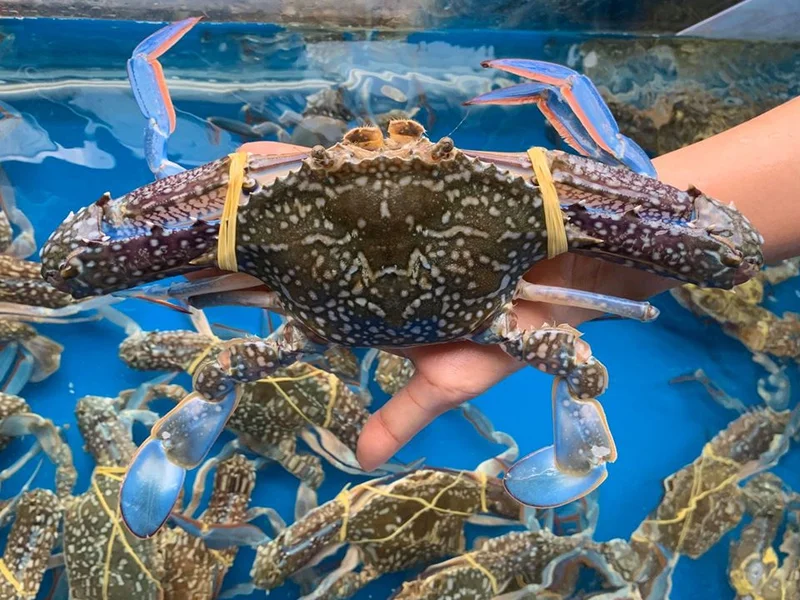 Giang ghẹ Quận 6