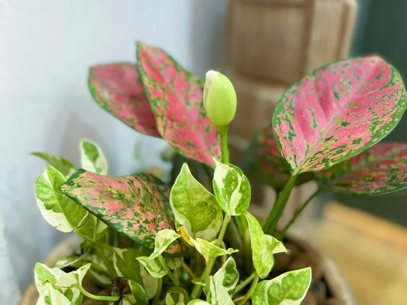 (LJ BEAUTY SPA -tên cũ) SPA CHĂM SÓC DA ĐẦU GỘI ĐẦU - JIWOO SPA - HERBAL HAIR & SKIN CARE